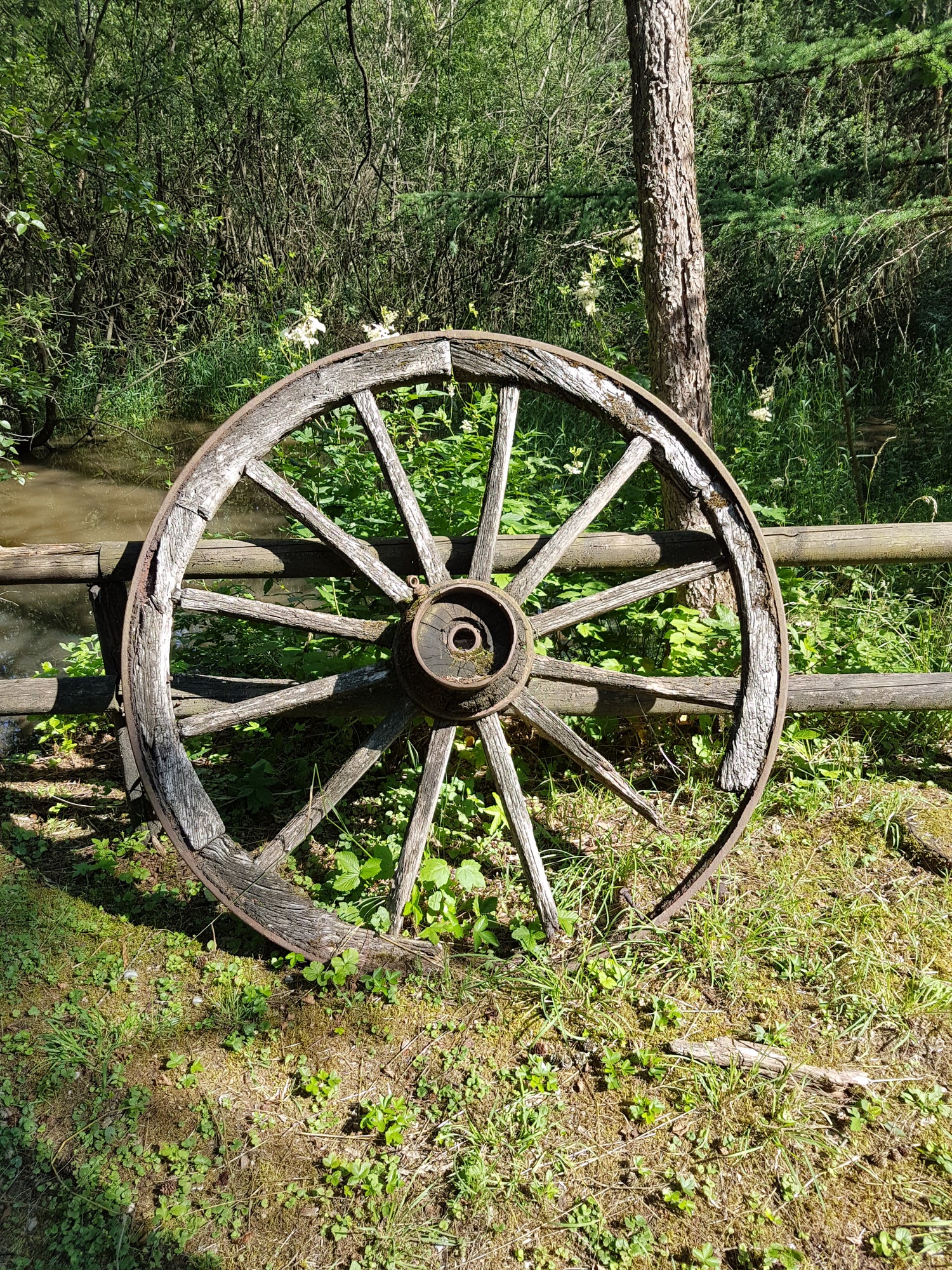 Wooden wheel leaning against a tree in a forest setting