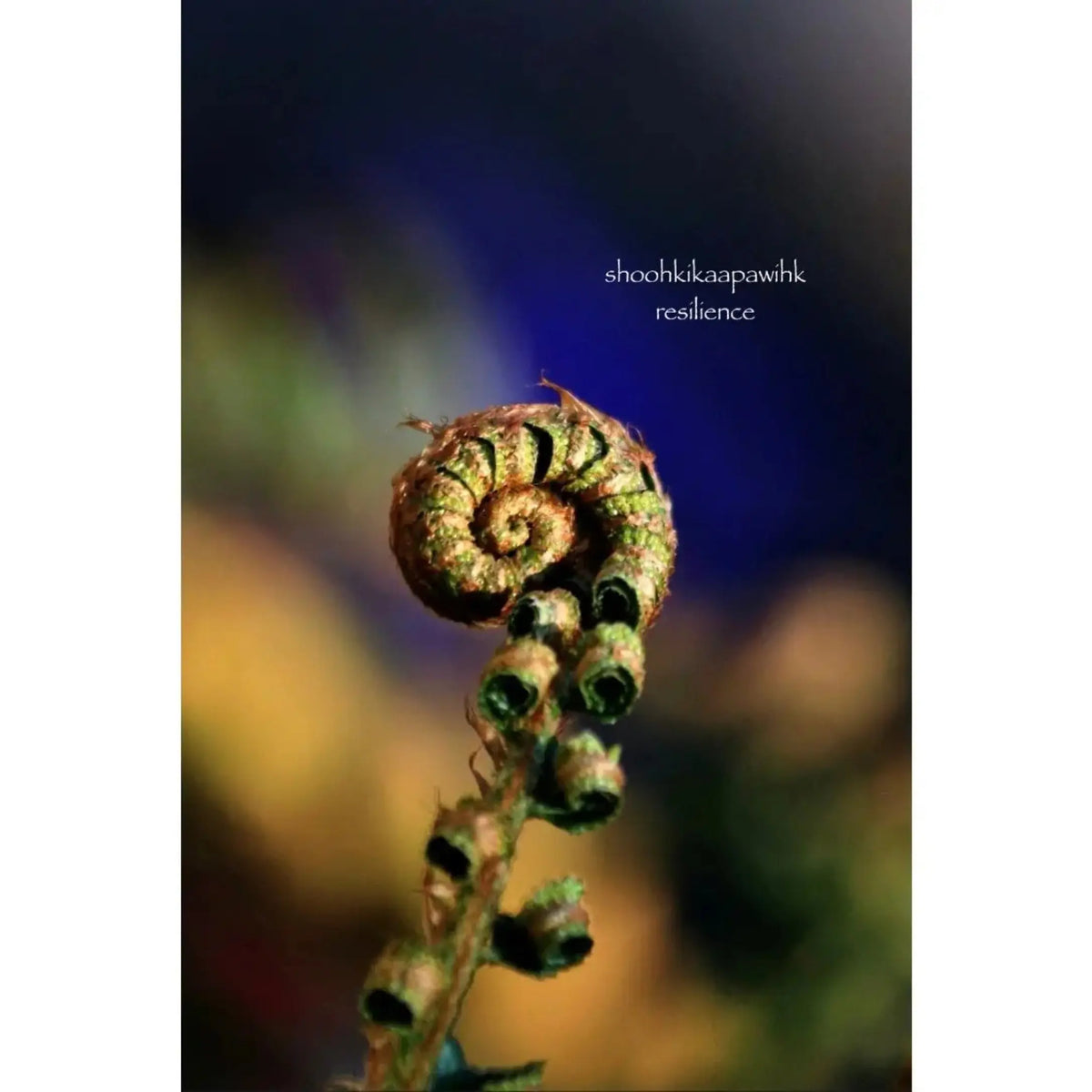Postcard Set (set of 10) by Tara Lowry Photography Métis Trading Post